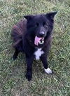 Winston (Courtesy Post)