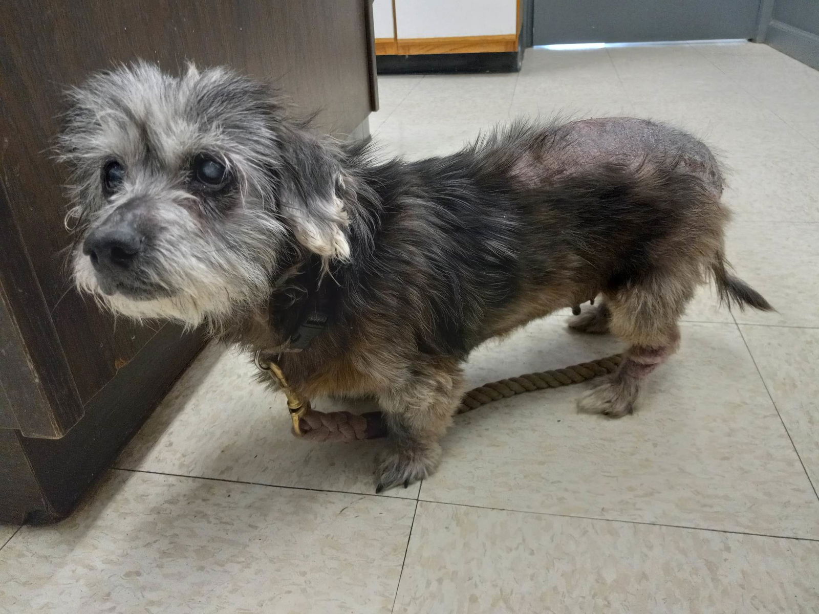 Schnauzer store dachshund mix