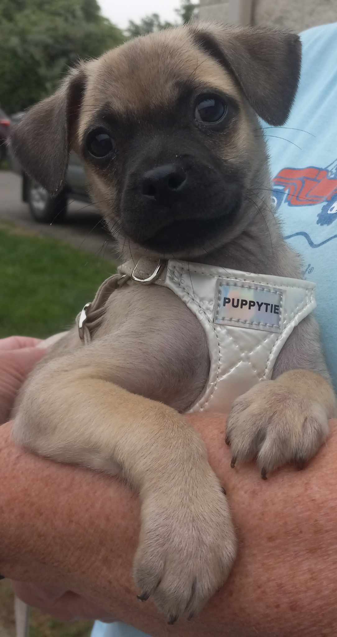 Pug and jack russell puppies cheap