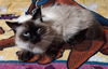 Izzy