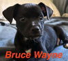 Bruce Wayne