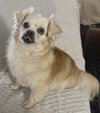 Pippin