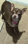 Gracie