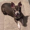 Gracie