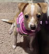 CiCi