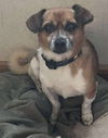 Buddy