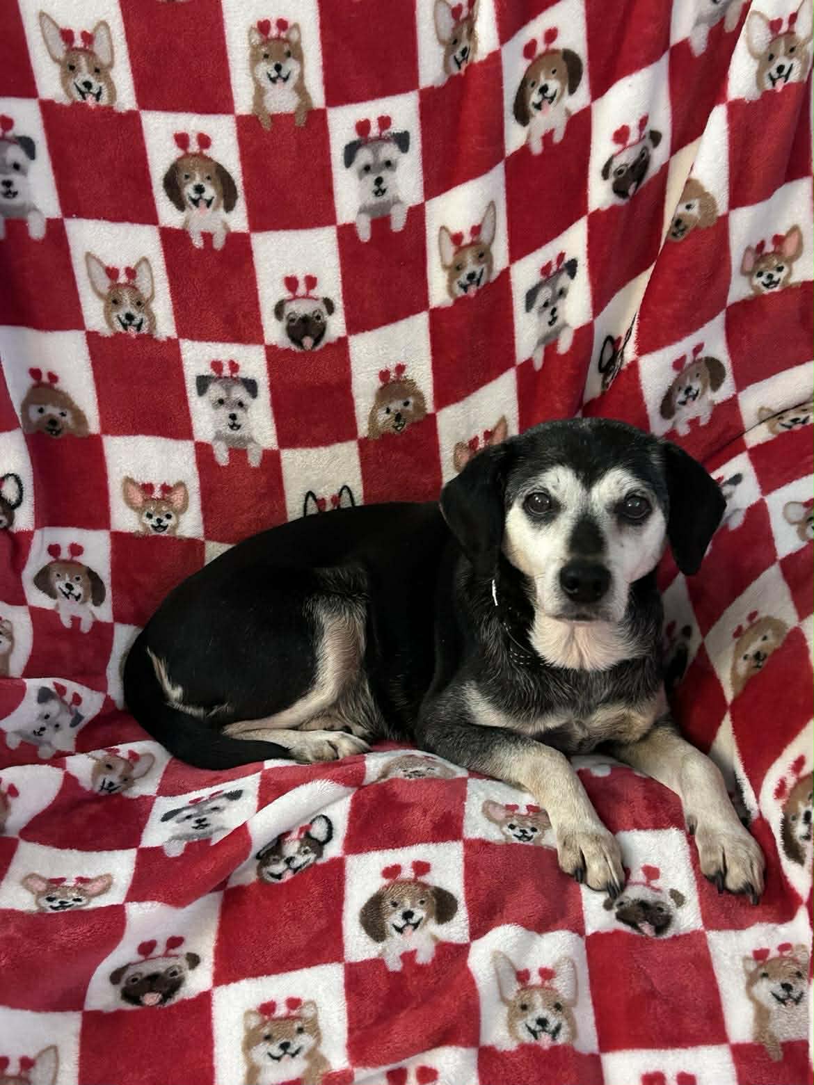 Terrier