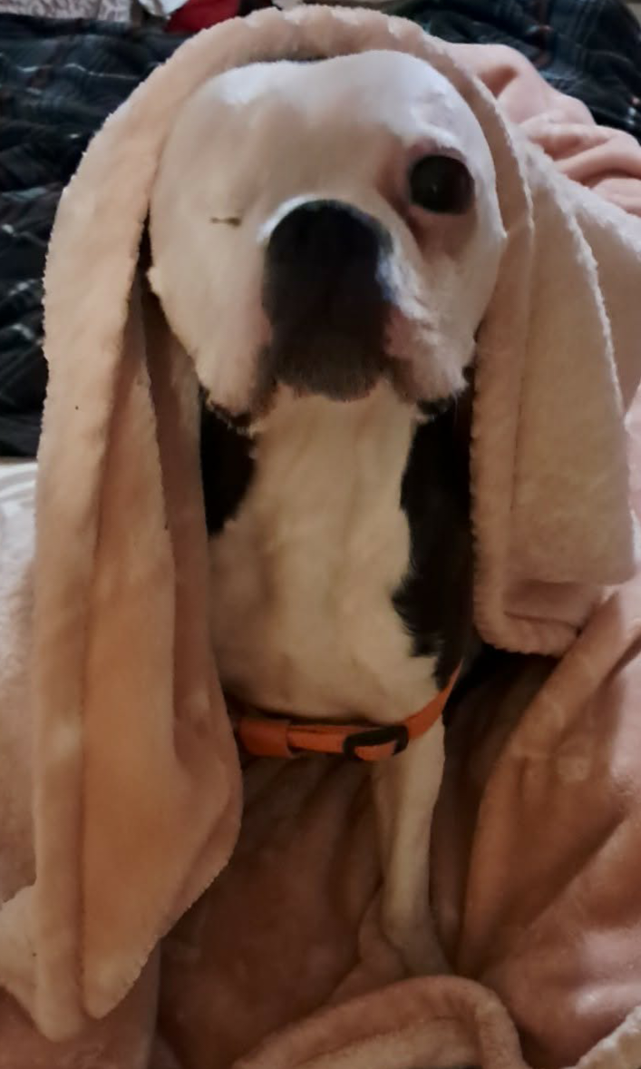 Terrier