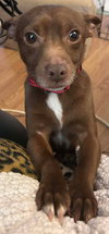 Brownie