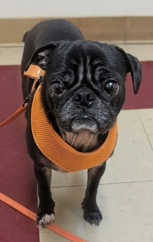 Milo