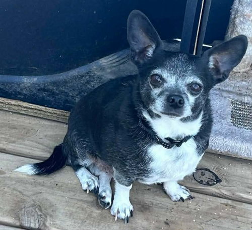 Rocky, a dog for adoption from Lost Fantasy Rescue