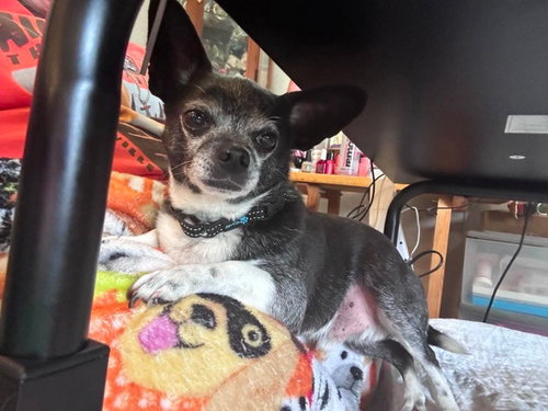 Photo 2 of Rocky