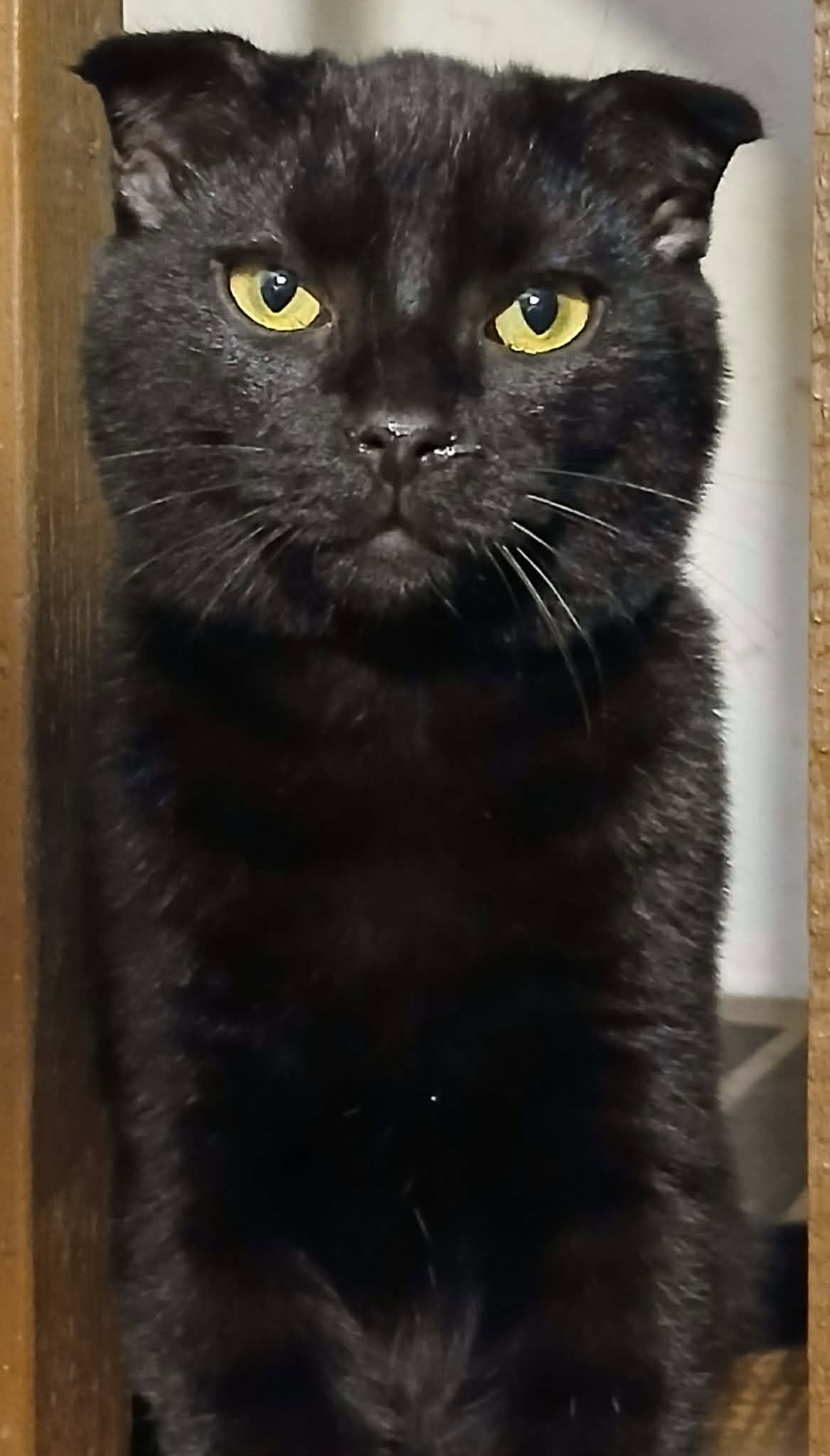 Hagrid, cat