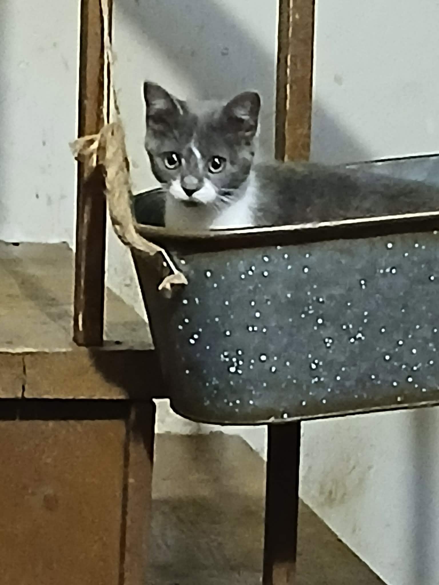 Luna, cat