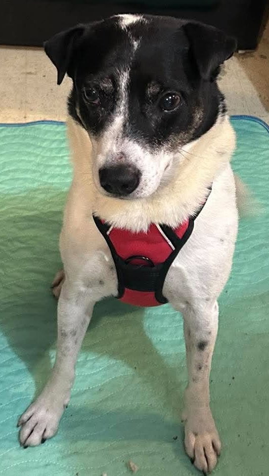 Zane, Terrier