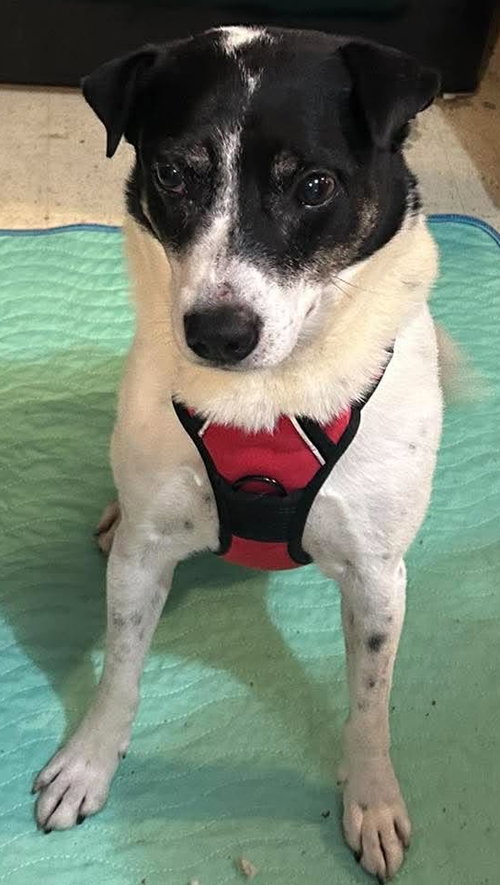 Zane, a dog for adoption from Lost Fantasy Rescue