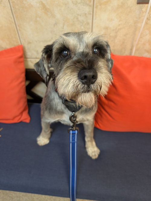 Spencer, a dog for adoption from Lost Fantasy Rescue