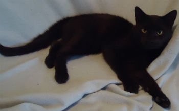 LBC (little black cat)
