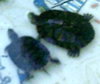 2 Turtles