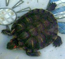 2 Turtles