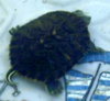2 Turtles