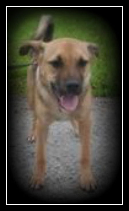 Fawn ADOPTED