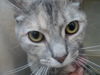 Tabby