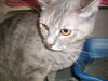 Tabby