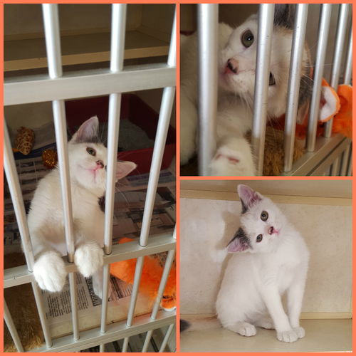 Imp ADOPTED WOO HOO