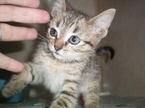 Taz ADOPTED