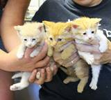 Orange Crushes ALL ADOPTED