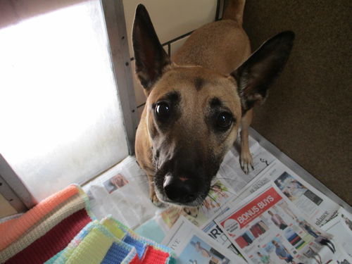 Jackie ADOPTED
