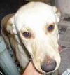 Daisy
