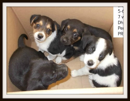 Quartet ALL ADOPTED