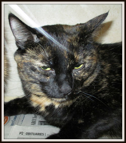 Tabitha ADOPTED