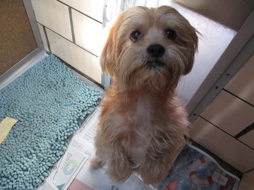 Teddy ADOPTED