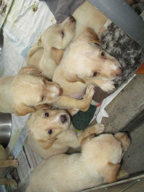 Lab mix Litter 4 ADOPTED