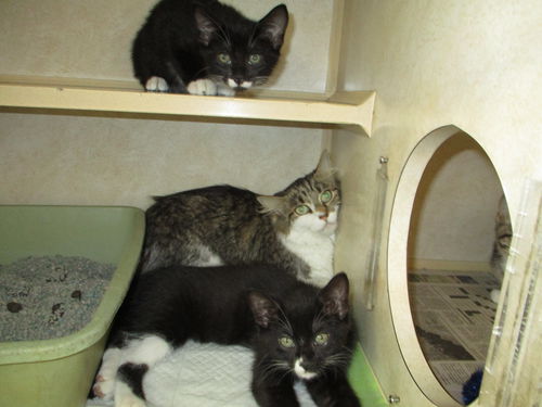 Feline Family
