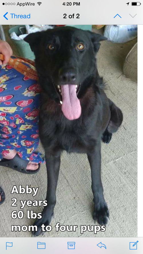 Abby ADOPTED