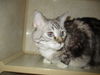 Zha Zha  WOO HOO ADOPTED