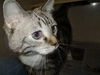 Zha Zha  WOO HOO ADOPTED