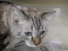 Zha Zha  WOO HOO ADOPTED