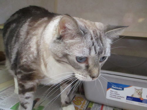 Zha Zha  WOO HOO ADOPTED