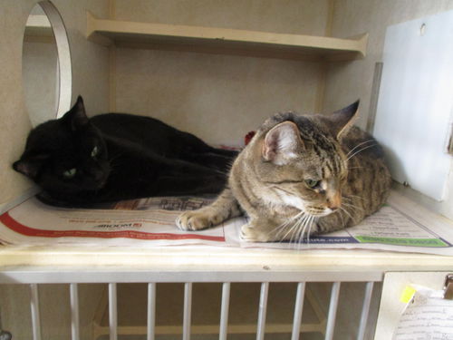 Gary's Girls BOTH ADOPTED