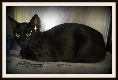 Vance ADOPTED