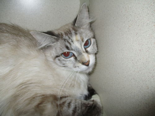 Paloma ADOPTED