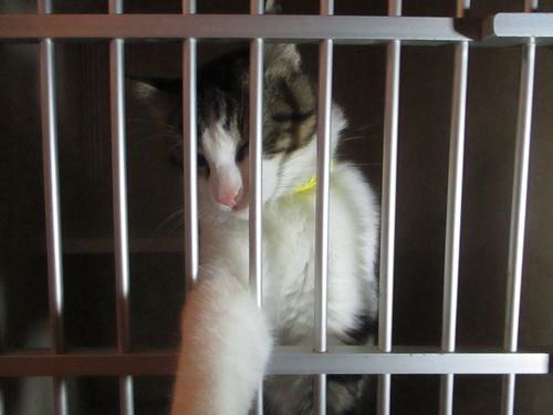 Teddy ADOPTED