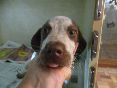 Flash ADOPTED