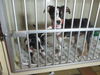 Jackson & Colby 1 ADOPTED