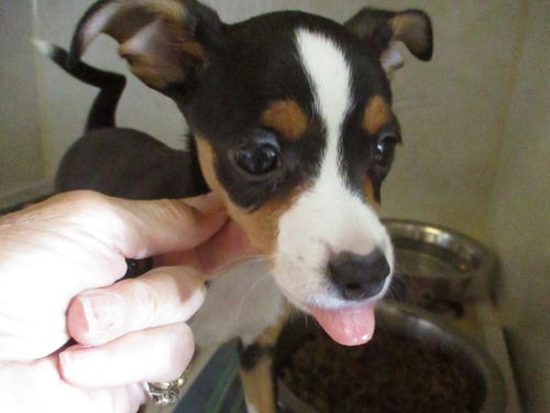 Jackson & Colby 1 ADOPTED
